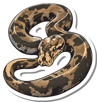 A coiled python displays its beautiful scales png