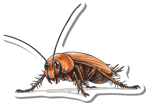 Detailed illustration of a reddish brown insect png