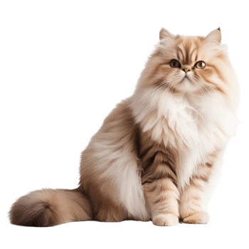 Fluffy Persian Cat Sitting Gracefully png