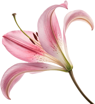 Oriental Lily Petal Art for Invitations and Craft Projects. . png