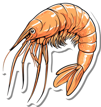 A Vibrant Illustration Of A Single Orange Shrimp png