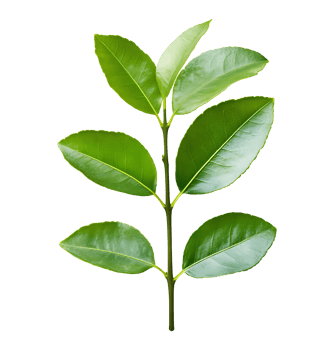 Green leaves on a branch, isolated png