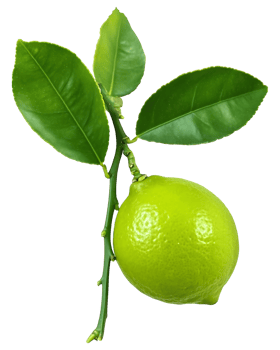 Fresh lime with leaves on branch Isolated png