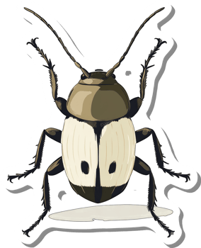Illustrated Sticker Of A Unique Beetle Species png
