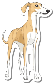 A Whippet Dog Breed Illustration Showing Its Elegant Posture png