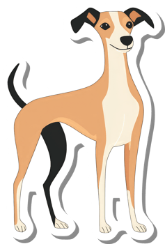 A Whippet Dog Standing Proudly Displayed png