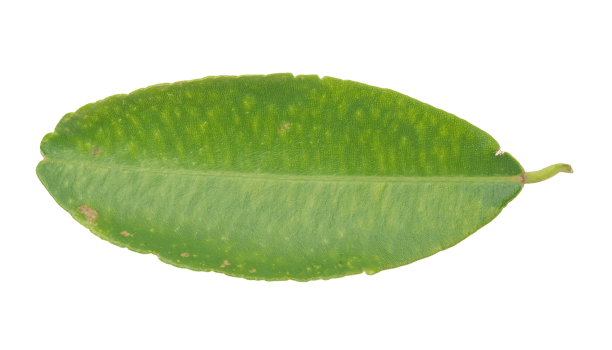 closeup of green tropical leaf with textured surface and isolated background png