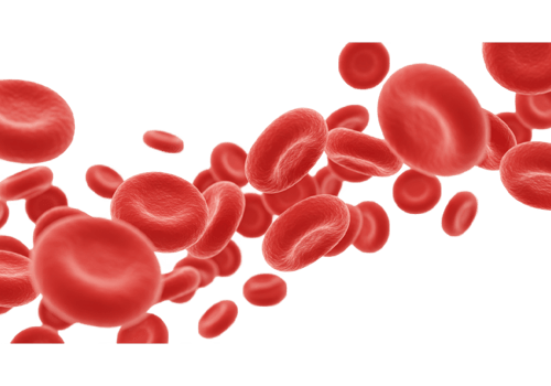 blood cells on white background png