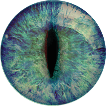 Eye, iris. Cat, animal eyes. png