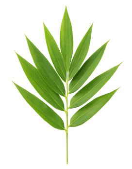 bamboo leaf isolated background tropical foliage for decoration and botanical designs png
