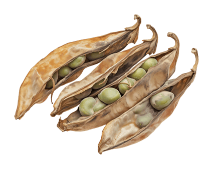 dried and moldy pea pods with decayed green peas isolated on background for food waste and decomposition awareness png
