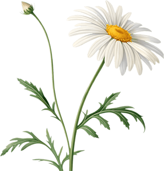 Beautiful Daisy Flower Clipart Featuring Petals and Elegant Leaves. . png