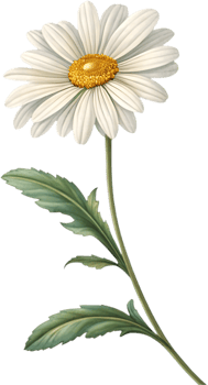 Daisy Flower Clipart Featuring Petals and Waving Leaves Design. . png