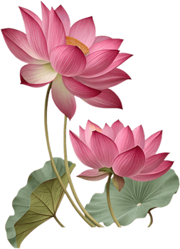 Water Lotus Capturing Serene Elegance and Grace. . png