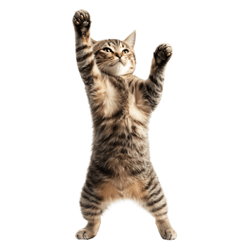 Expressive playful tabby cat standing on hind legs with raised paws isolated on transparent background png
