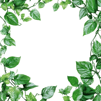 Green leaves frame on a bright white background for a fresh and natural look in design projects, Green Leaves Frame on white background png
