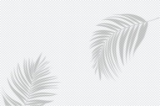 Shadows of Leaves. Decorative Design Elements for Collages vector