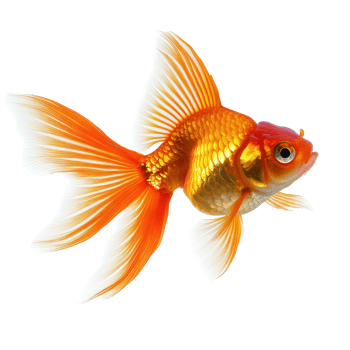 Vibrant goldfish swimming gracefully against a white background, showcasing intricate fins, goldfish,isolated white background png