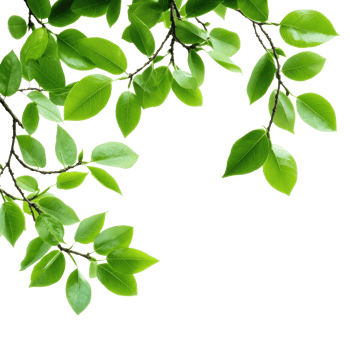 Closeup of fresh green leafy branches against a bright Transparent background showcasing natures details, Closeup view green leafy branches isolated on background png