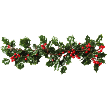 Holly Christmas decoration featuring vibrant red berries against a bright white background, Holly Christmas decoration on white background png