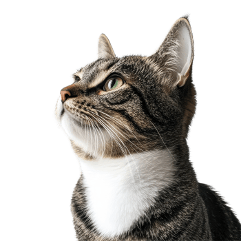 Portrait of a curious cat with striking green eyes against a clean Transparent background, Portrait of a cat on a background Isolate png