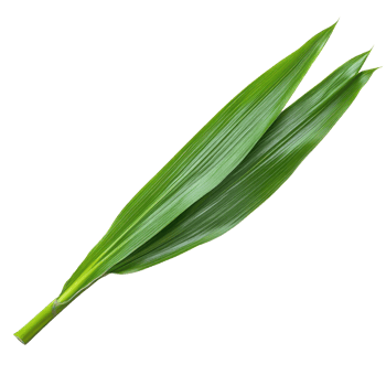 Fresh pandan leaf isolated on Transparent background showcasing its vibrant green color and unique texture, pandan leaf isolated on background png