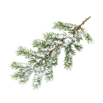 Snow covered Christmas tree branch isolated on white background during winter season, Christmas tree branch with snow isolated on white background png