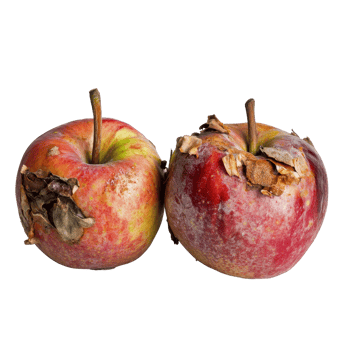 Study of rotten apples revealing fruit decay on a Transparent background, Rotten Apples A Study in Fruit Decay, background png