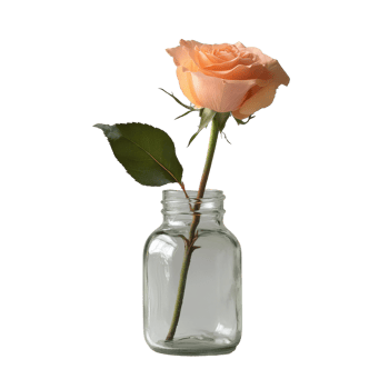 Beautiful peach rose displayed in a glass jar on a simple Transparent background, Rose in a glass jar background Rose flower glass jar png