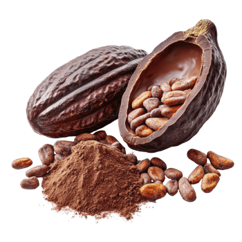 Fresh cocoa and cocoa beans displayed on a white background highlighting their natural texture and richness, Fresh cocoa isolated on white background png