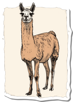 A Detailed Illustration Of A Llama Standing Tall png