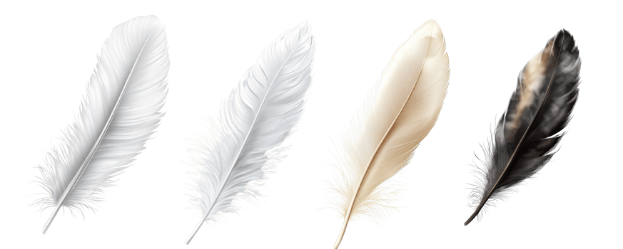 Four Varied Bird Feathers Isolated on Black Background png