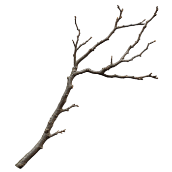 Isolated Tree Branch Nature's Elegance wood twig isolated on transparent background png