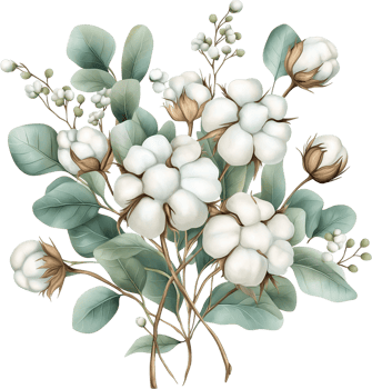 Watercolor illustration of cotton flowers and leaves png