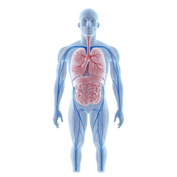 Anatomical illustration showcasing human organs and systems in vibrant colors. png