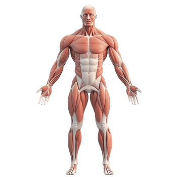 Detailed anatomical model illustrating human muscle structure and anatomy. png