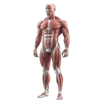 Detailed human anatomical model showcasing muscle structure and physical form. png