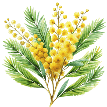 Watercolor illustration of mimosa png