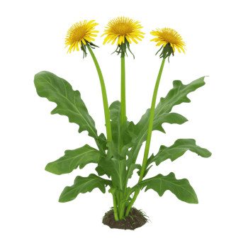 Vibrant dandelion flowers in full bloom showcasing their cheerful yellow petals. png