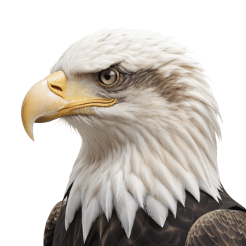 An eagle is shown in front of a black background png