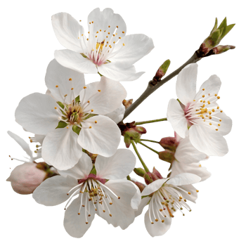 Cherry blossom cluster showcasing delicate white petals and pink accents during spring season png