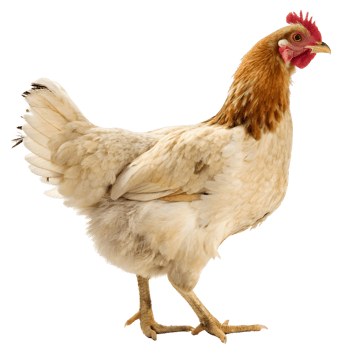 Farmyard hen walking across the barnyard during a sunny afternoon at a rural location png