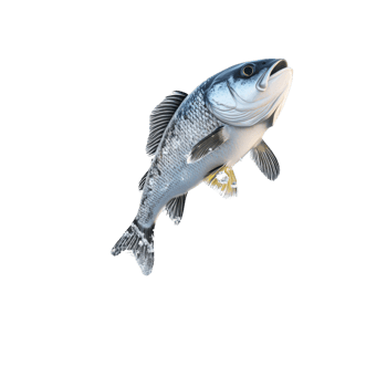 A Striking Image Of A Leaping Spotted Sea Bass Fish png