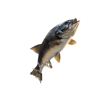 A Large Fish Leaps From Water Against Black Background png