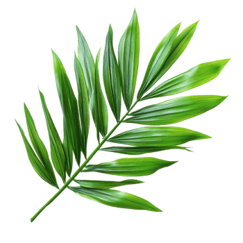 Green palm tree leaves on a bright transparent background showcasing natural beauty and texture for creative design, Green leaves of palm tree on transparent background png