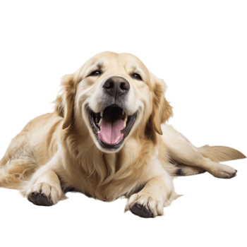 A golden retriever is laying down with its mouth open png