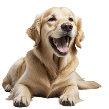 A golden retriever is sitting down with its mouth open png