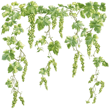 Grapevines with lush green leaves on a transparent background highlight natures organic beauty and growth, Mandarin fruit transparent isolated on trransparent png