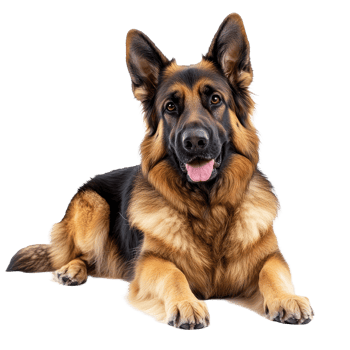 A beautiful German Shepherd dog lies comfortably, exuding a playful spirit, Captivating German Shepherd Dog Isolated on a transparent background png