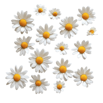 Delicate chamomile flowers displayed on a pristine transparent background capturing their natural beauty, Individual chamomile flowers on a pure transparent or transparent background backdrop png